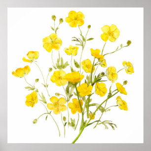 yellow buttercup flowers watercolor poster