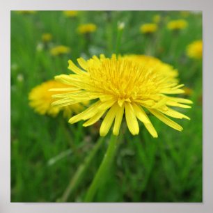 yellow, buttercup, plant, dandelion, meadow, poster