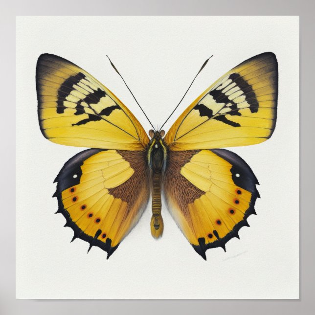 Yellow Butterfly Art Print Poster (Front)