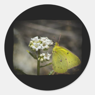 Yellow Butterfly Classic Round Sticker