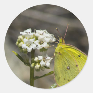 Yellow Butterfly Classic Round Sticker