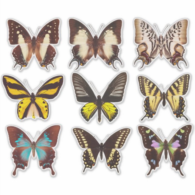 Yellow Butterfly Collection 14" Vinyl Sticker (Front)
