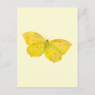 Yellow Butterfly Common Brimstone flying Postcard