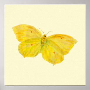 Yellow Butterfly Common Brimstone flying  Poster