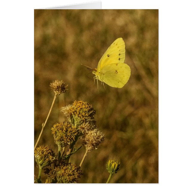 Yellow Butterfly Fall Flowers  (Front)