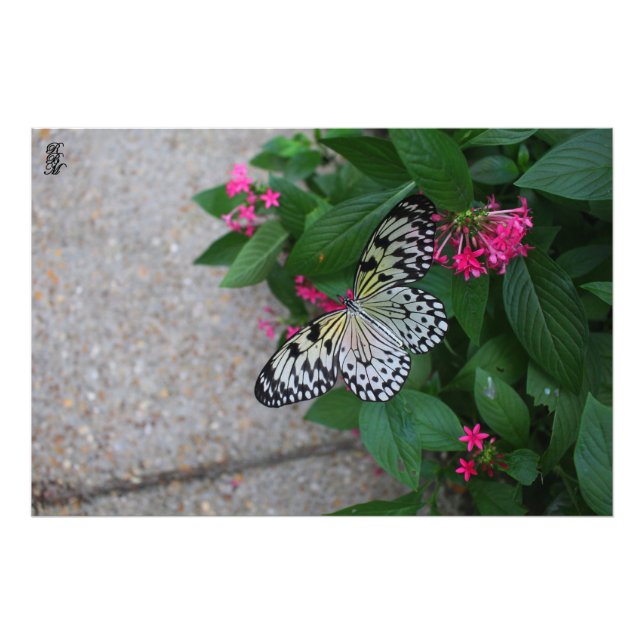 Yellow Butterfly Flying Photo Print (Front)