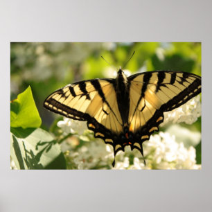 Yellow butterfly on lilac Print