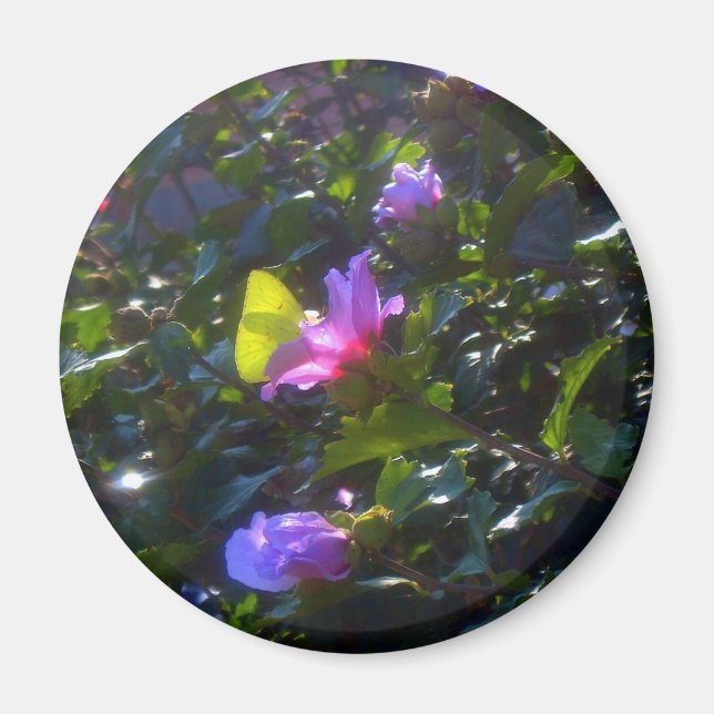 Yellow Butterfly on Pink Rose of Sharon Magnet (Front)