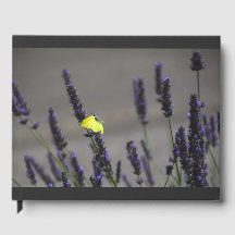 Yellow Butterfly on Purple Lavender Macro Photo