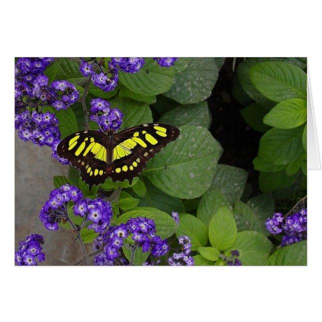 Yellow Butterfly on Violet Flowers Print (Front Horizontal)