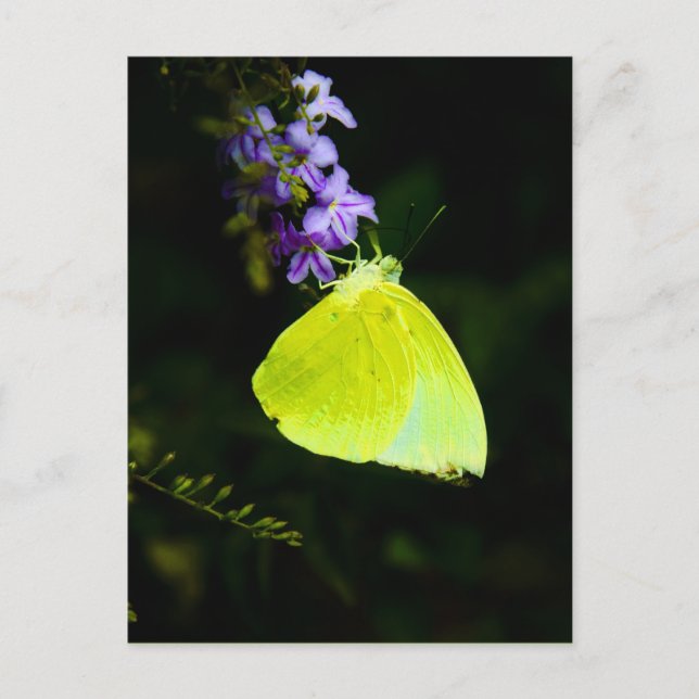 Yellow butterfly  - postcards (Front)