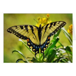Yellow Butterfly Scripture Card Numbers 6:25