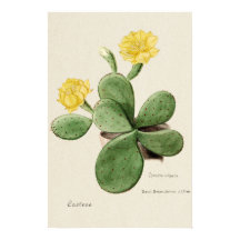 Yellow Cactus Flower Botanical Art