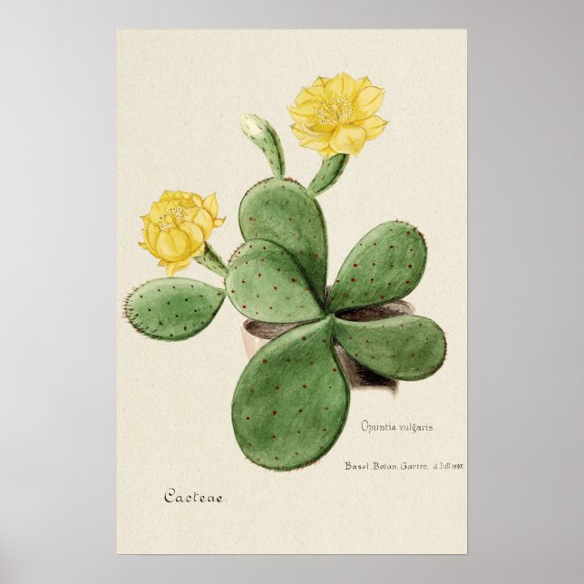 Yellow Cactus Flower Botanical Art Poster (Front)