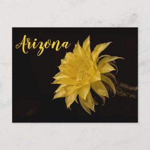 Yellow cactus flower in bloom, Arizona Postcard