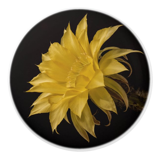 Yellow cactus flower in bloom ceramic knob (Front)