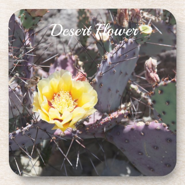 Yellow cactus flower in spring coaster (Front)