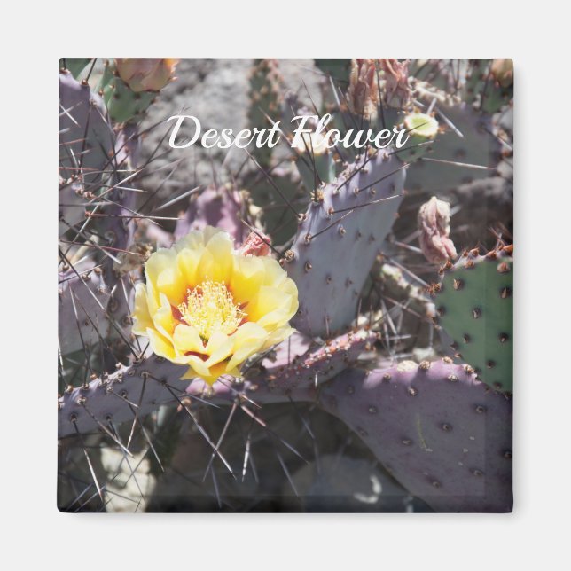 Yellow cactus flower in spring magnet (Front)