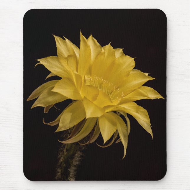 Yellow cactus flower  mouse pad (Front)