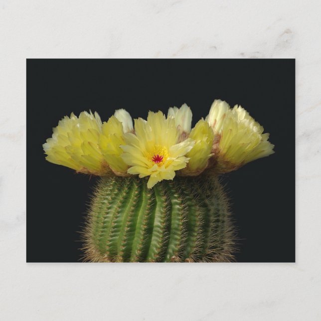 Yellow Cactus Flower Postcard (Front)