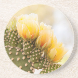 Yellow cactus flowers as they bloom in  Arizona Coaster