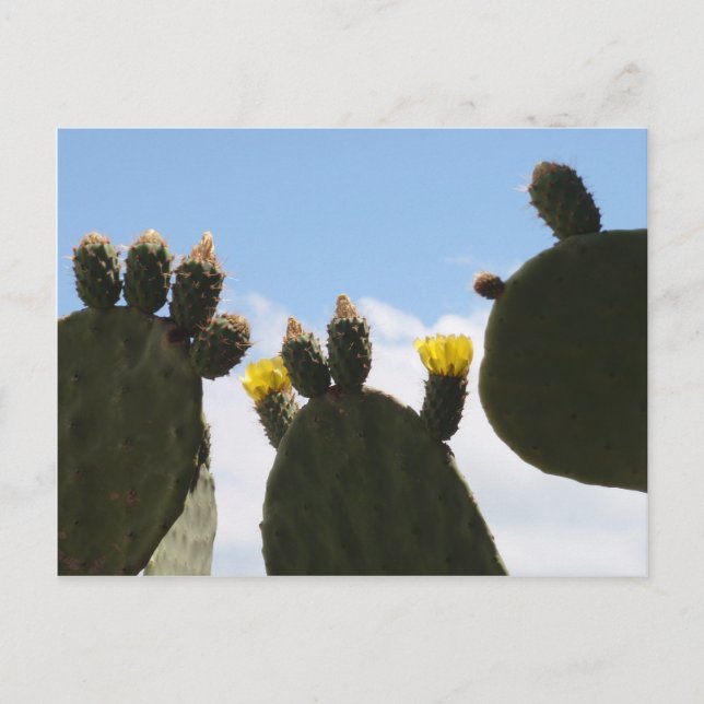 Yellow Cactus Flowers Postcard (Front)