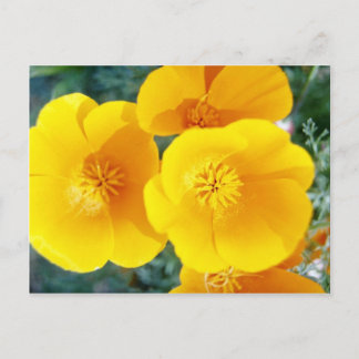 yellow California poppies in full bloom flowers Postcard