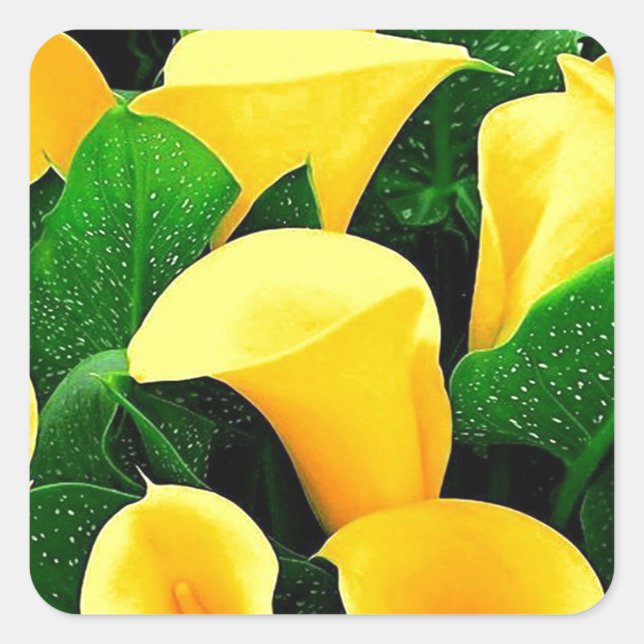 Yellow Calla Lilies Square Sticker (Front)