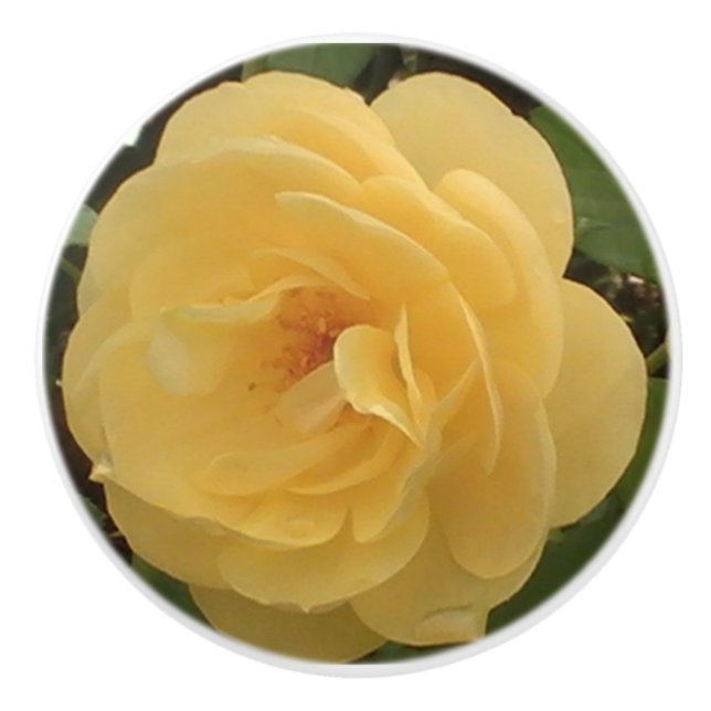 Yellow Camellia ceramic pull (Front)
