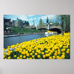 yellow Canadian Tulip Festival, Rideau Canal, Otta Poster