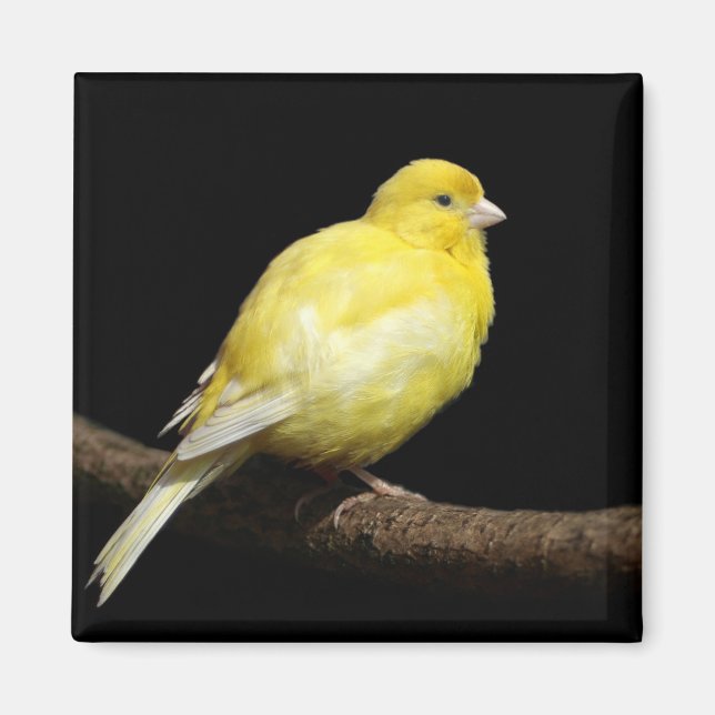 Yellow Canary Magnet (Front)