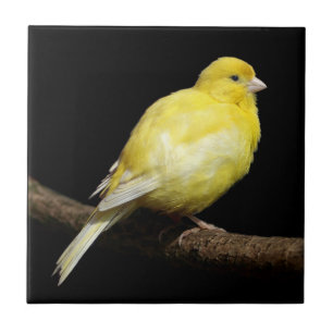 Yellow Canary Tile