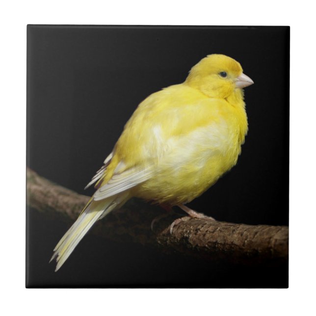 Yellow Canary Tile (Front)