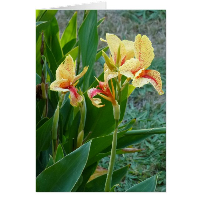 Yellow Canna Lily (Front)