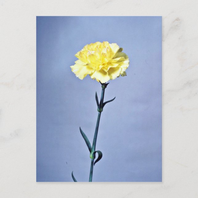 Yellow carnation  flowers postcard (Front)