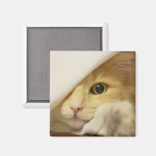 Yellow Cat Peeking Out Magnet