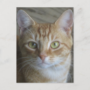 Yellow Cat Postcard