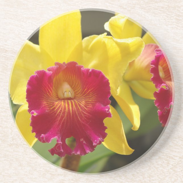 Yellow Cattleya Coaster (Front)