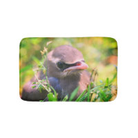 Yellow Cedar Waxwing Fledgling Bird
