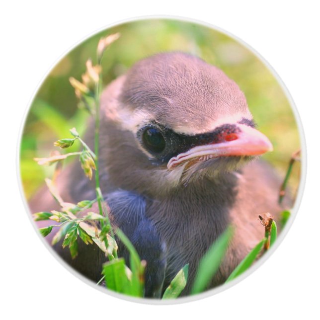 Yellow Cedar Waxwing Fledgling Bird   Ceramic Knob (Front)