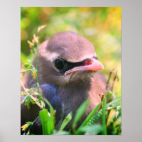 Yellow Cedar Waxwing Fledgling Bird