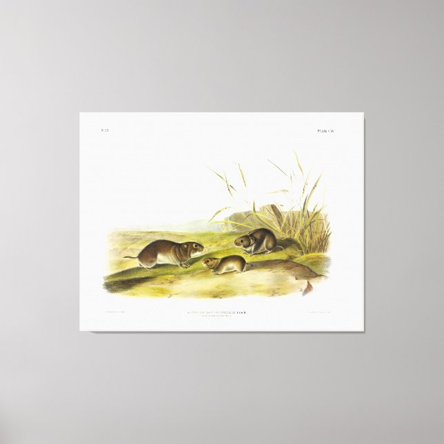 Yellow-cheeked Meadow-Mouse, Taiga Vole by Audubon Canvas Print (Front)