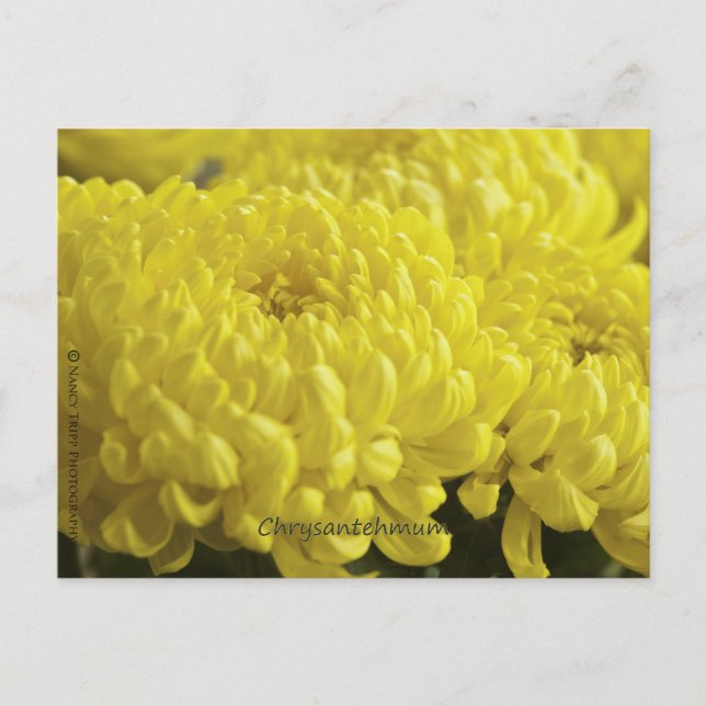 Yellow Chrysanthemum Macro Photograph Postcard (Front)