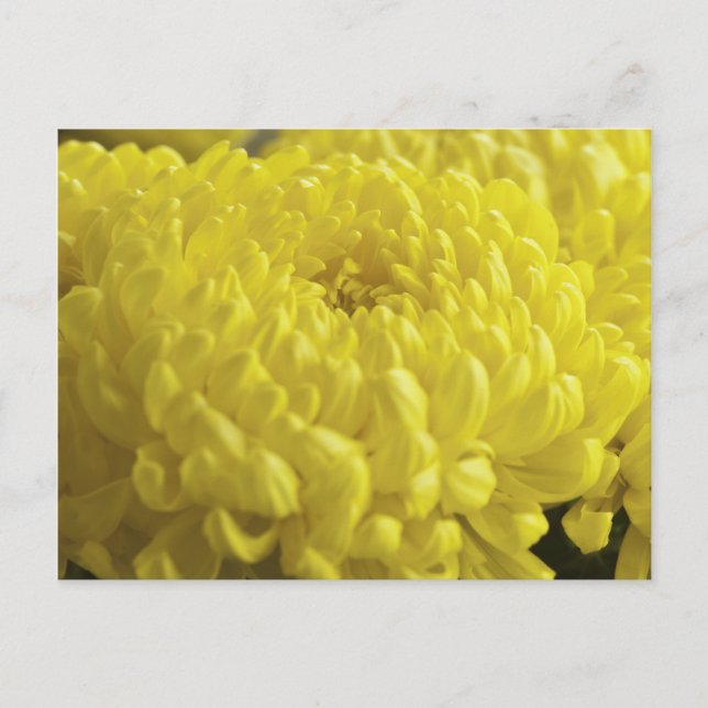 Yellow Chrysanthemum Macro Photograph Postcard (Front)