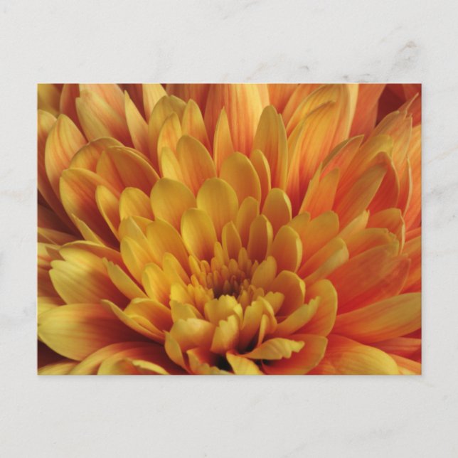 Yellow Chrysanthemum Postcard (Front)