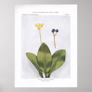 Yellow Clintonia; Dogberry - Clintonia borealis Poster