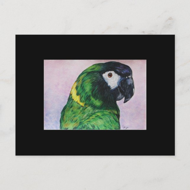 Yellow Collared Macaw ACEO Art Trading Card (Front)