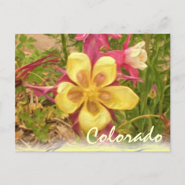 Yellow columbine flower postcard (Front)
