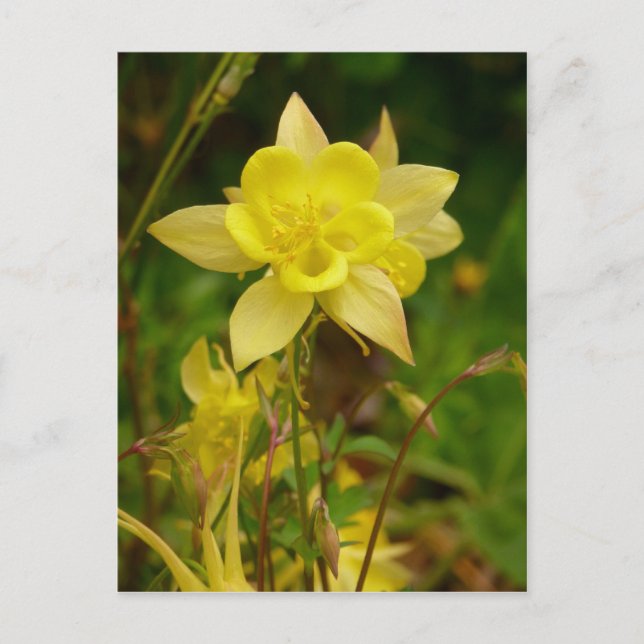 Yellow Columbine Flower Postcard (Front)