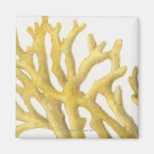 Yellow Coral Magnet